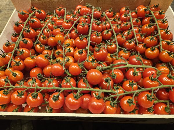 Tomate L'Amuse