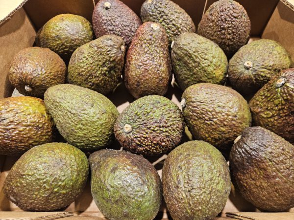 Avokado