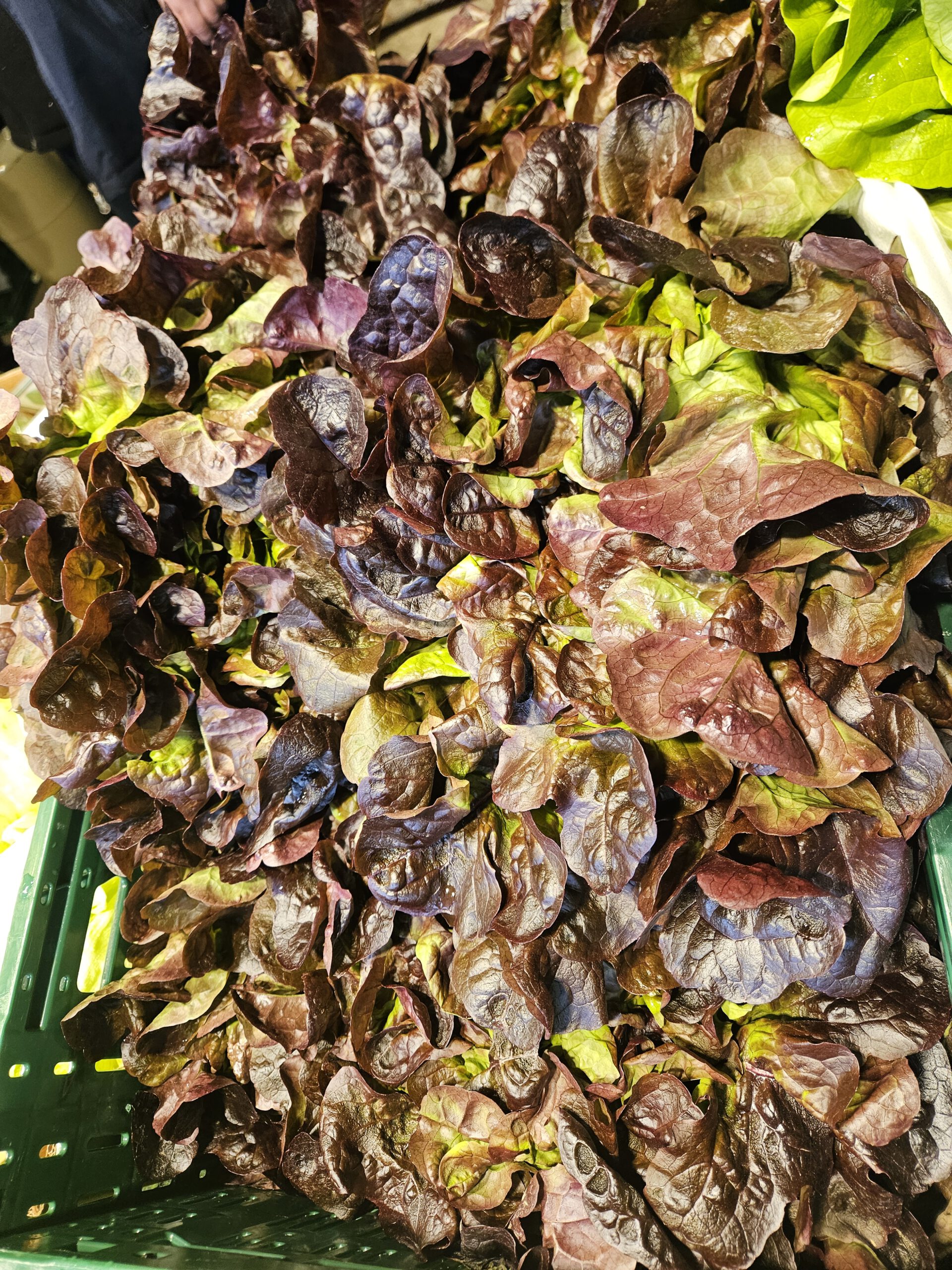 Eicblatt Salat Rot