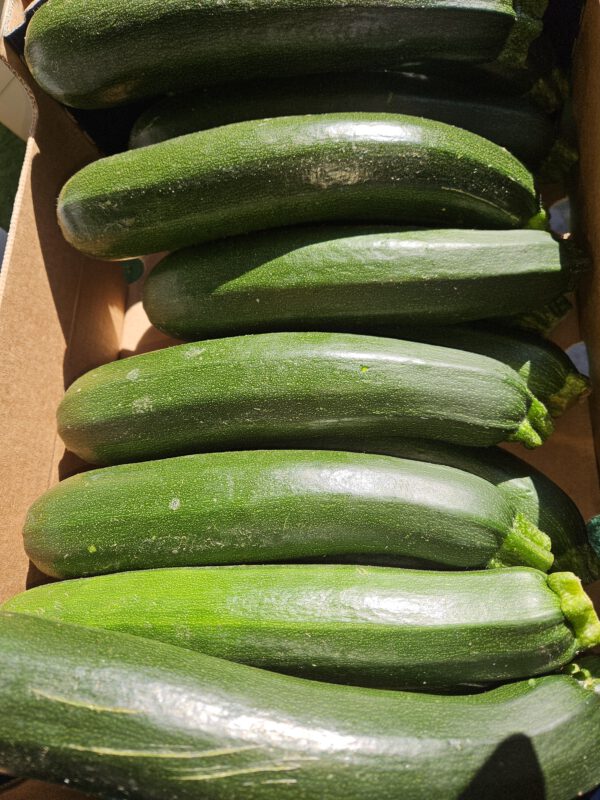 Zucchini grün