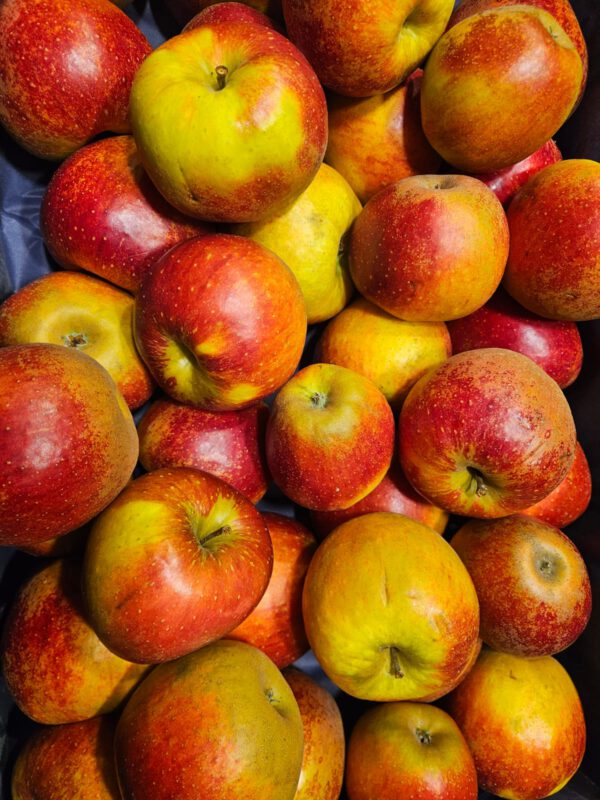 Apfel Wellant