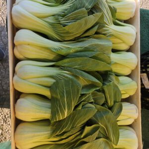 Pak Choi