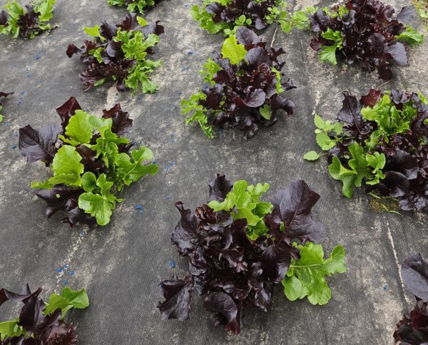 Babyleaf Salat